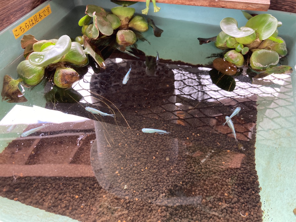 投稿された画像