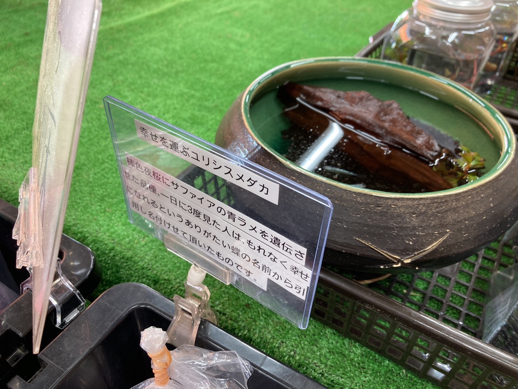 投稿された画像