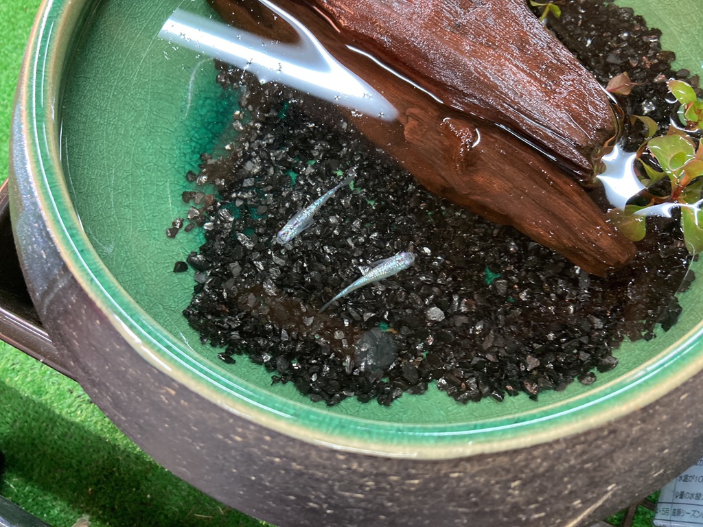 投稿された画像