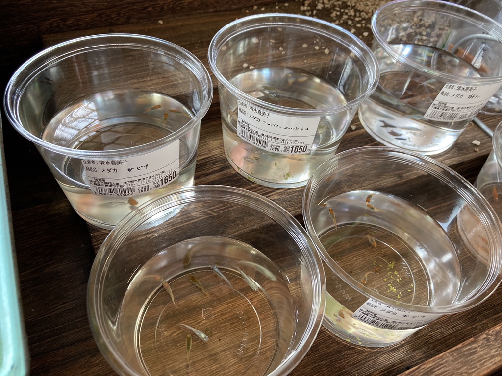 投稿された画像