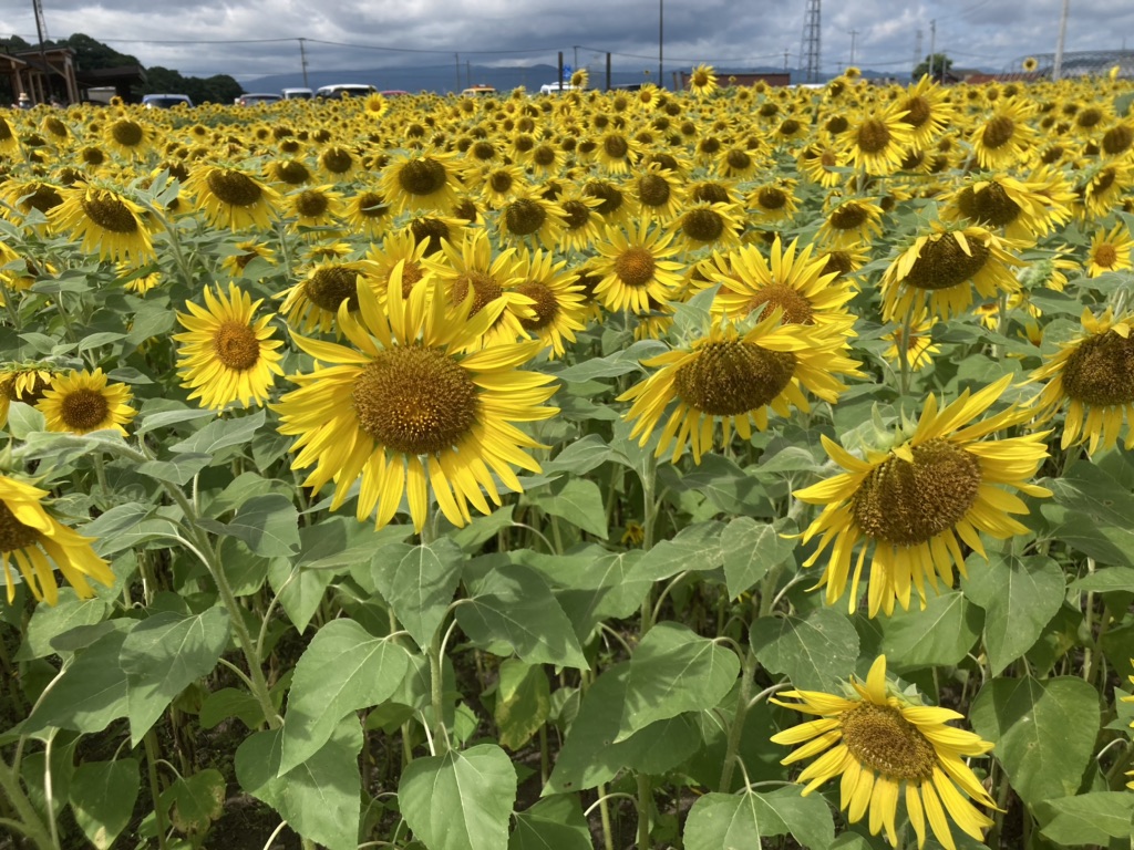 投稿された画像