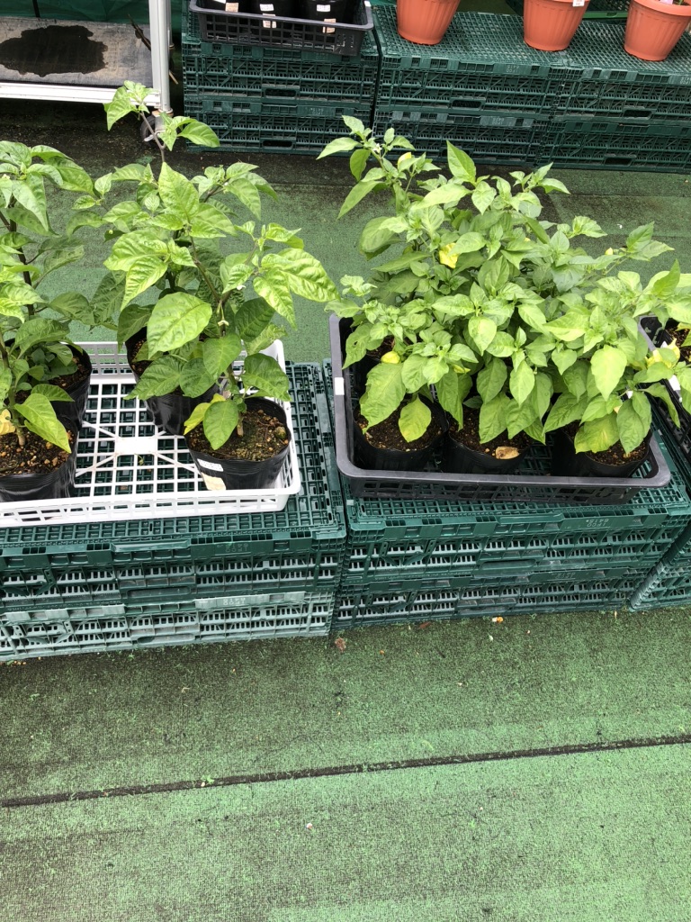 投稿された画像