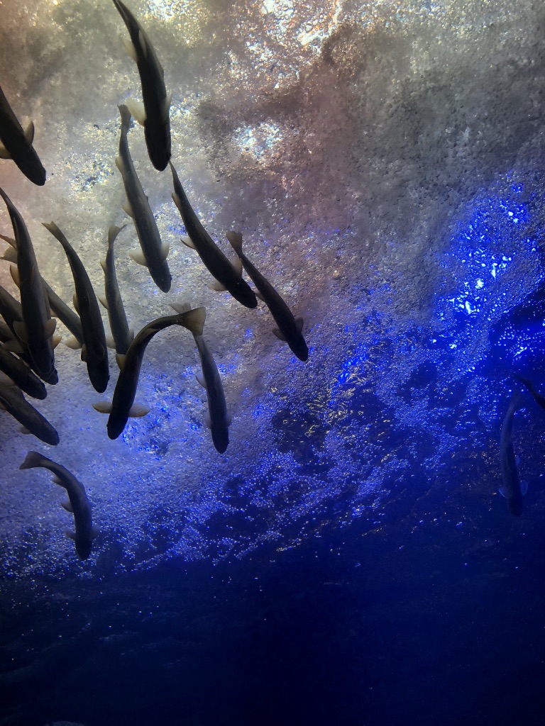 投稿された画像