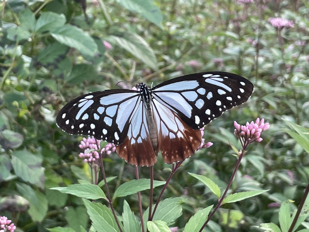 投稿された画像