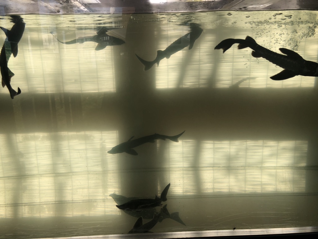 投稿された画像