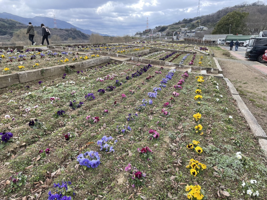 投稿された画像