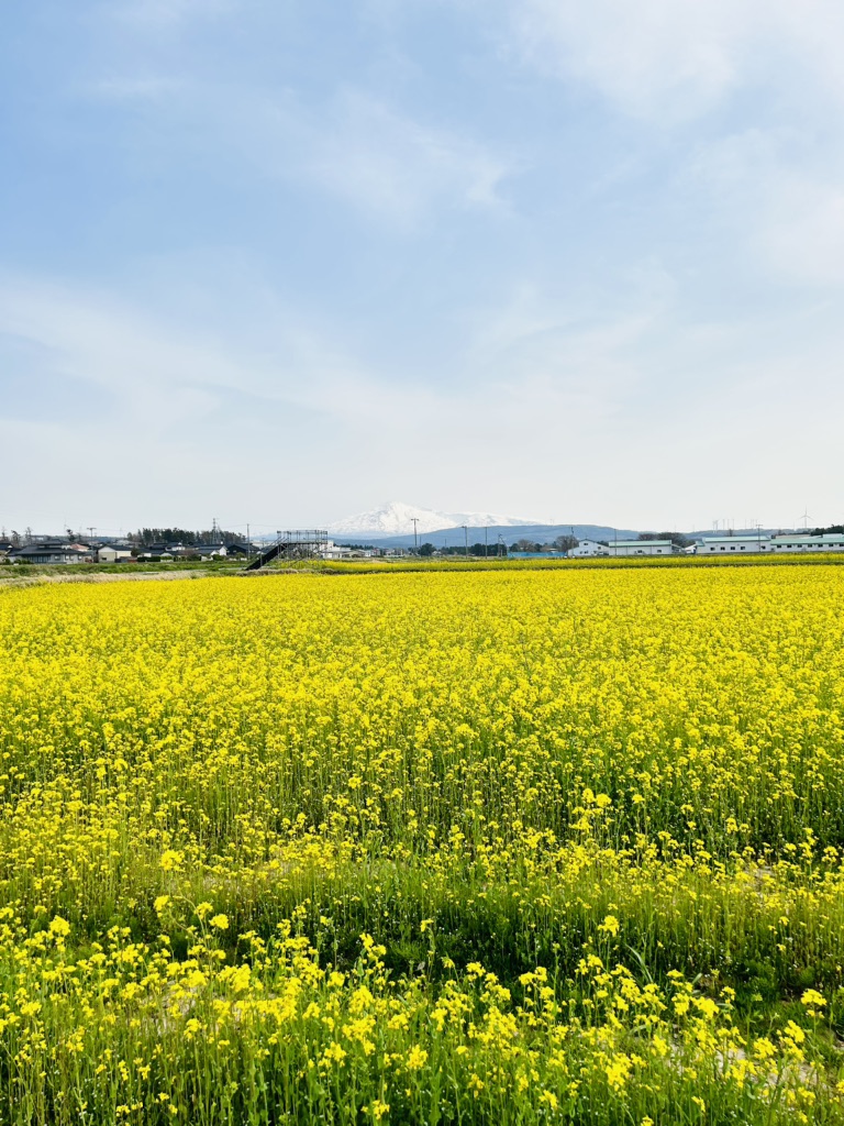 投稿された画像