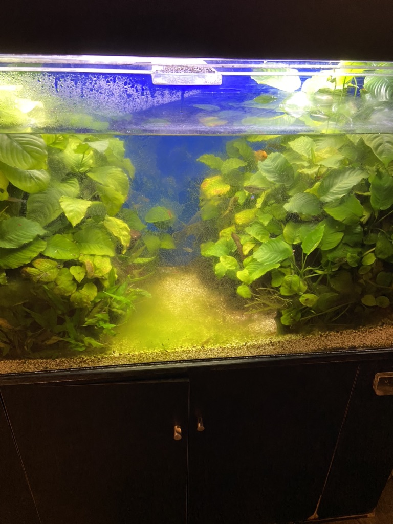 投稿された画像