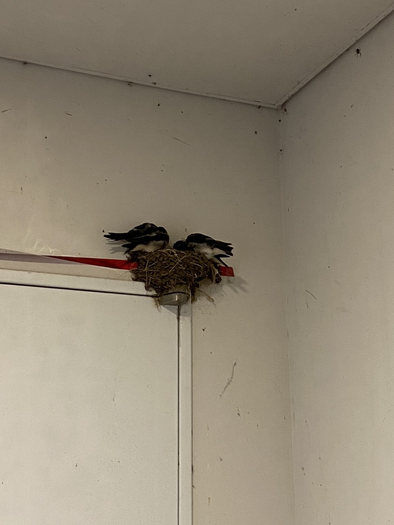 投稿された画像