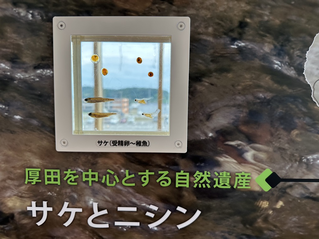 投稿された画像