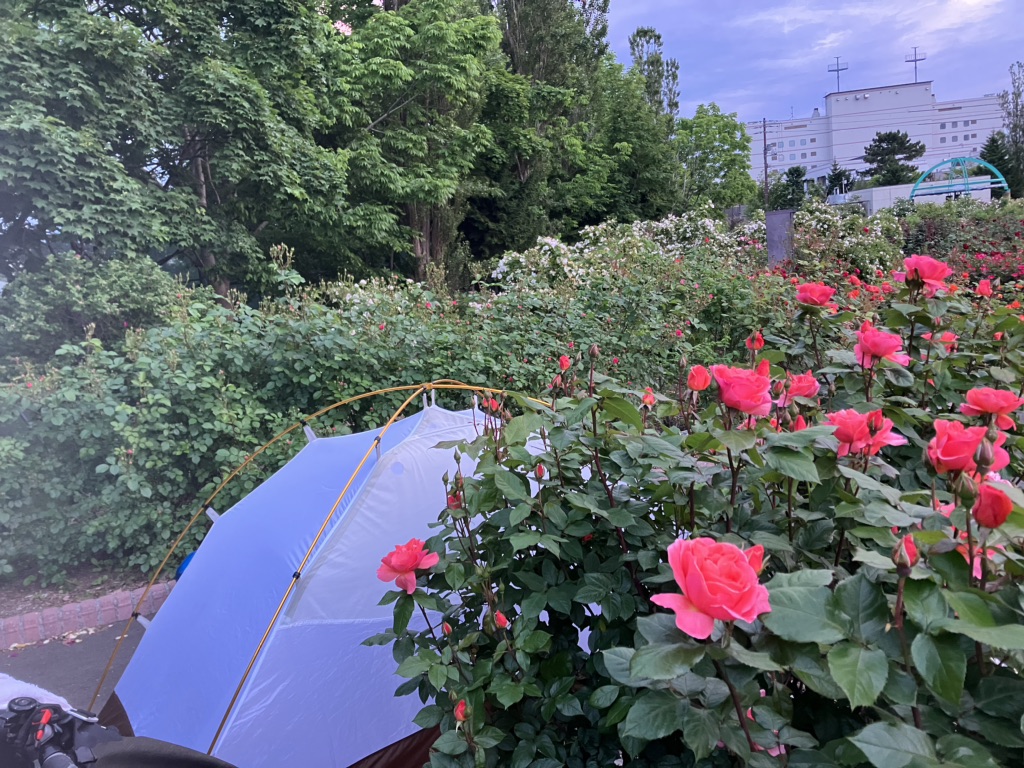 投稿された画像