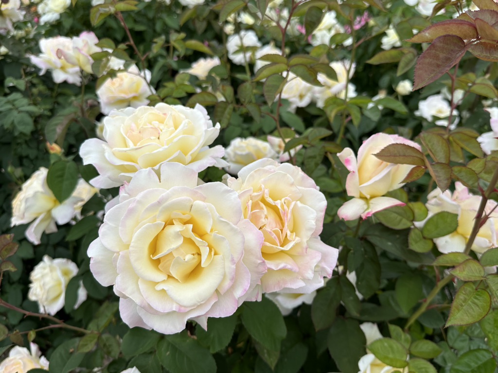 投稿された画像