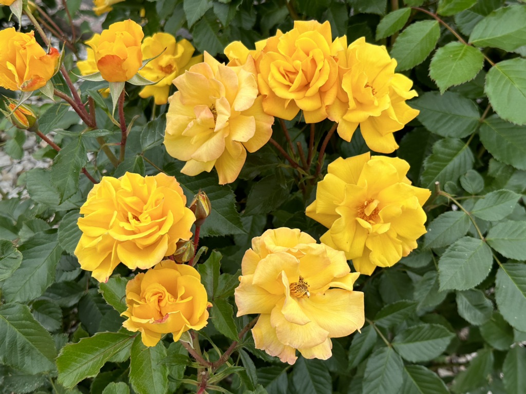 投稿された画像