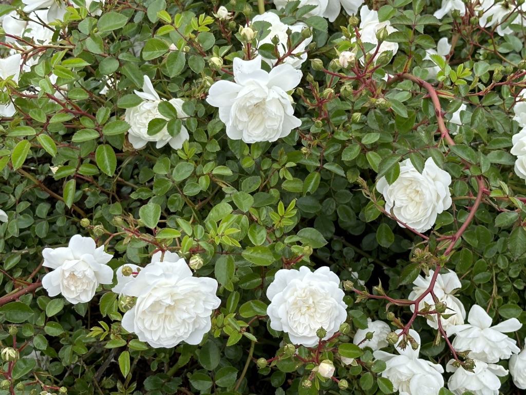 投稿された画像