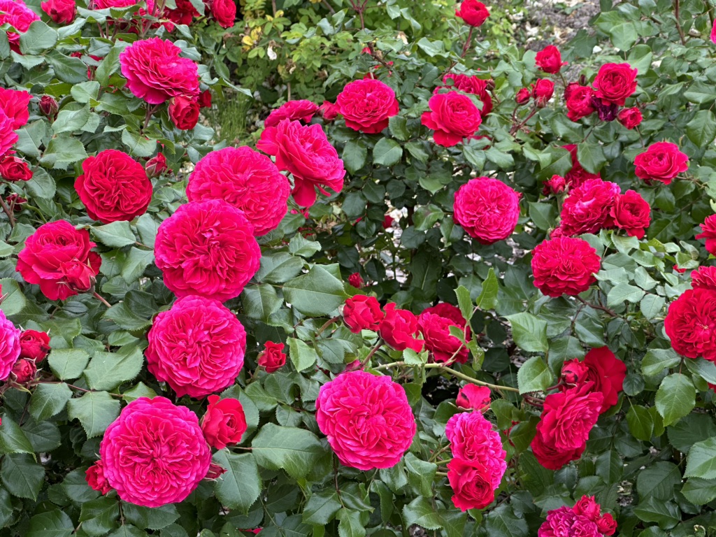 投稿された画像