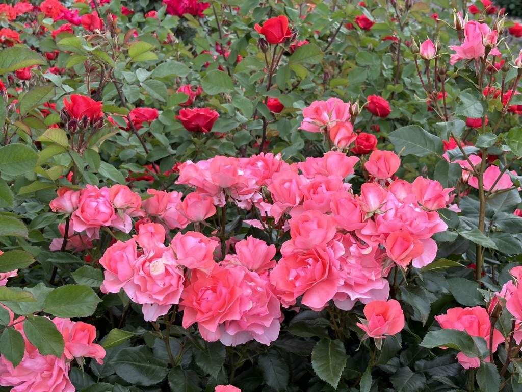 投稿された画像