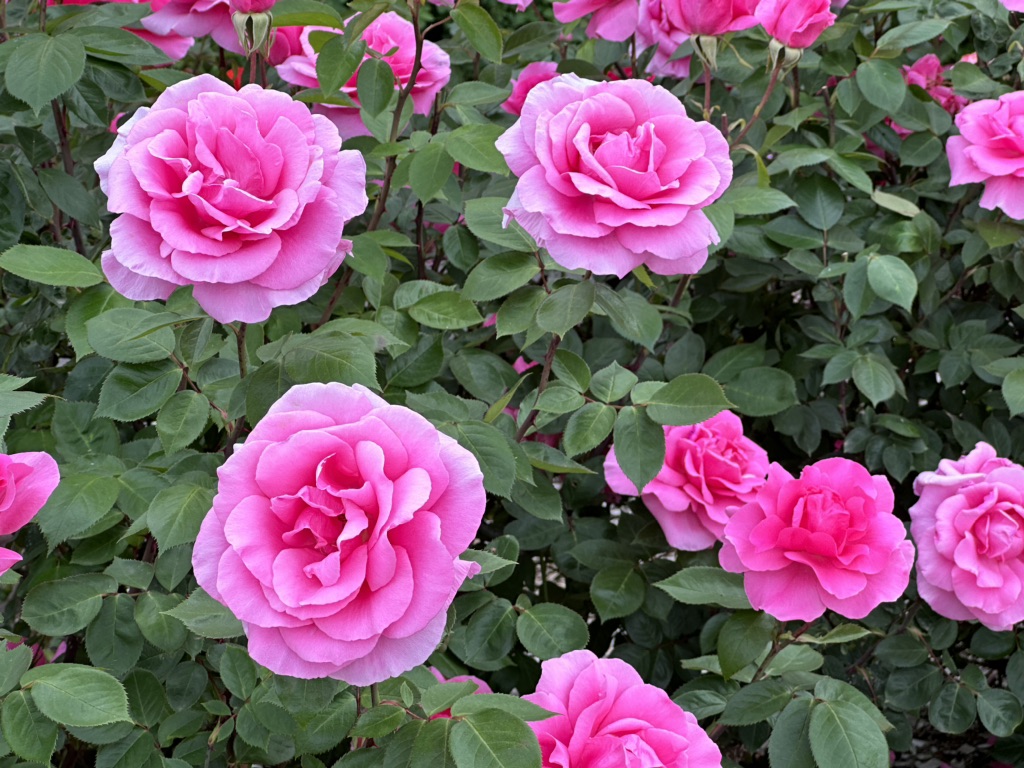 投稿された画像