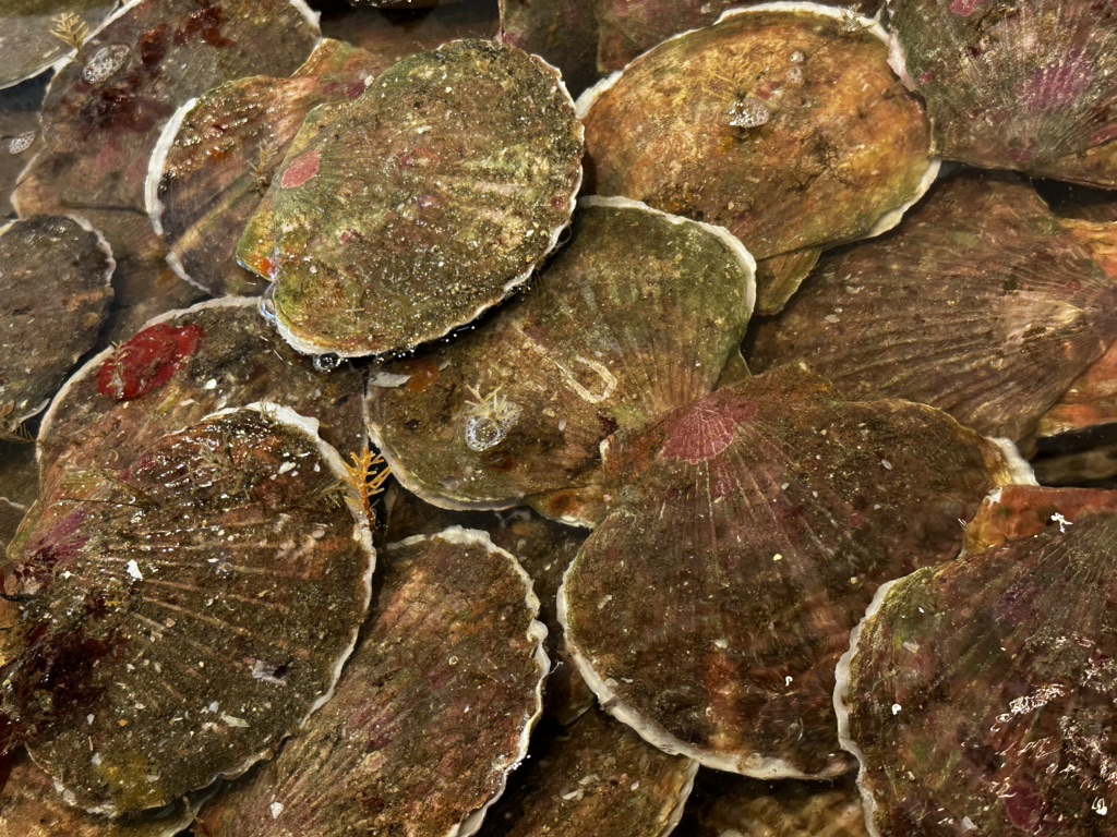 投稿された画像