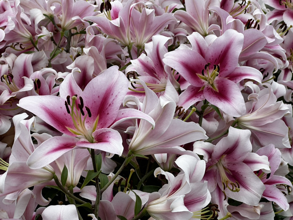 投稿された画像