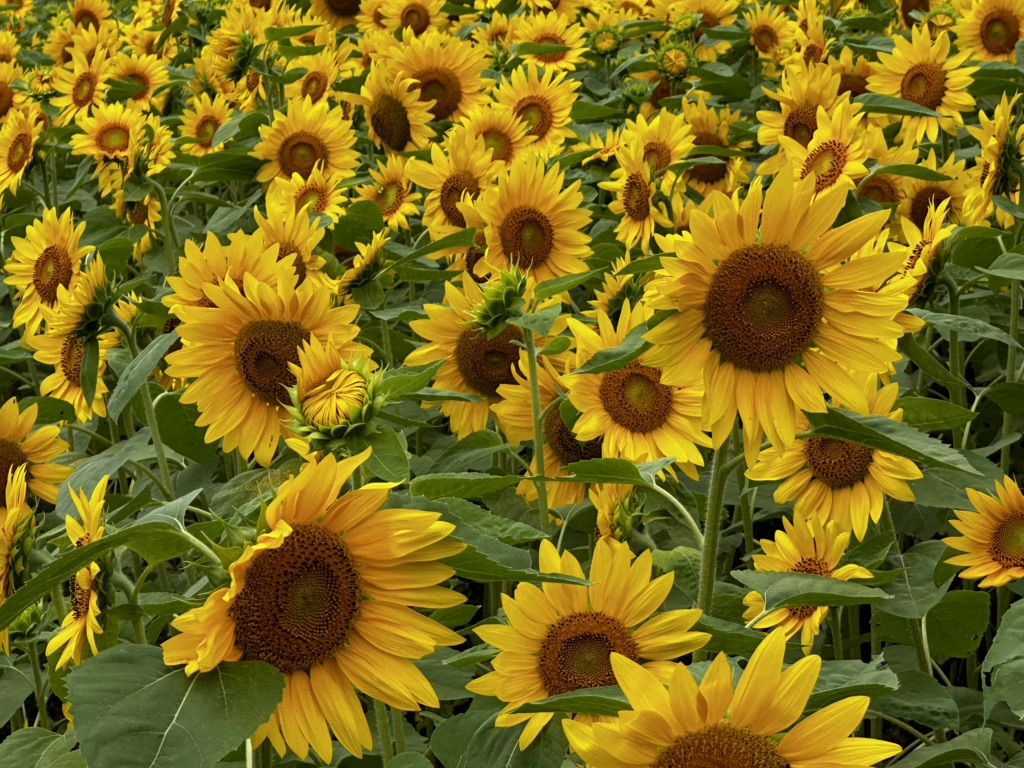 投稿された画像