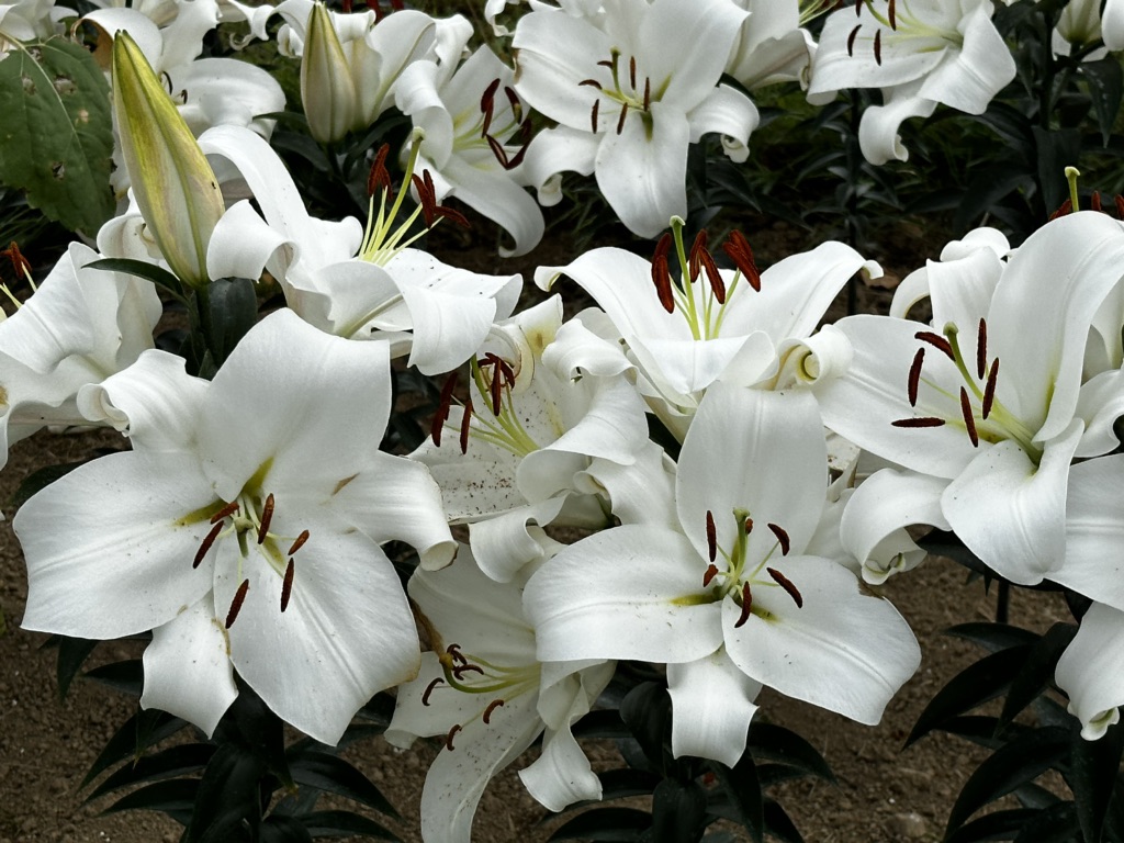 投稿された画像