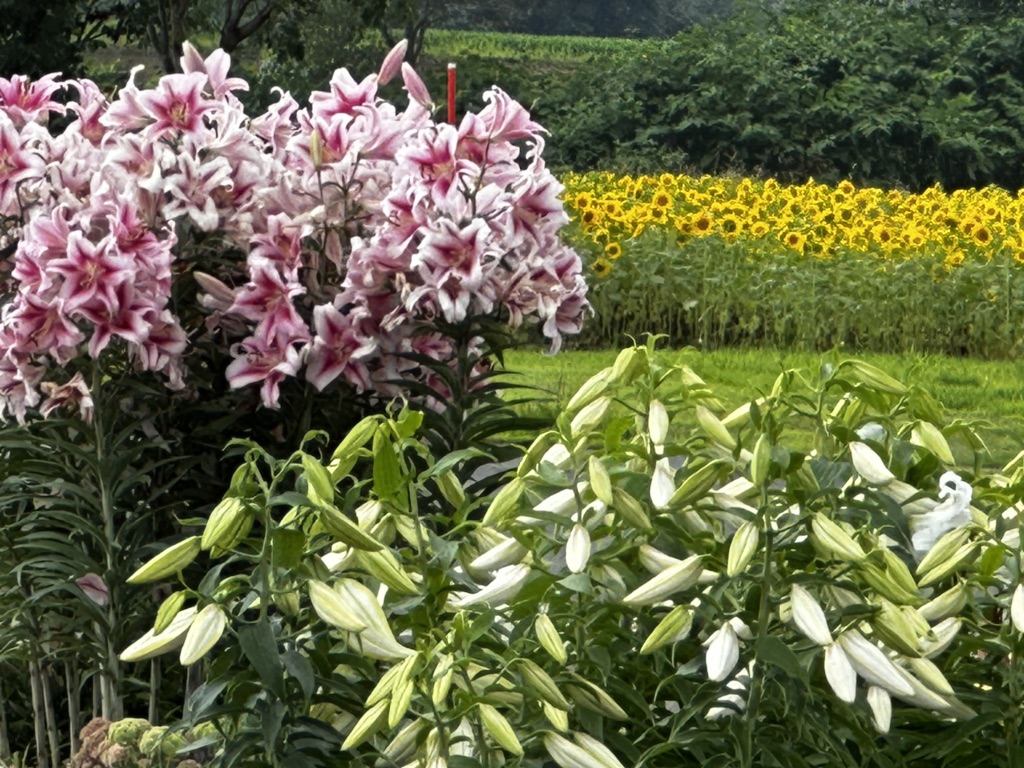 投稿された画像