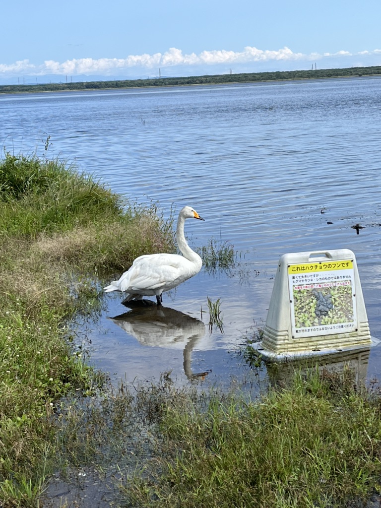 道の駅 ウトナイ湖の写真