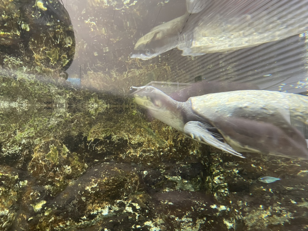 道の駅 紀宝町ウミガメ公園の写真