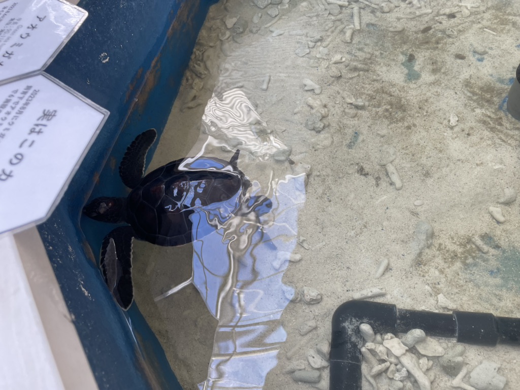 道の駅 紀宝町ウミガメ公園の写真