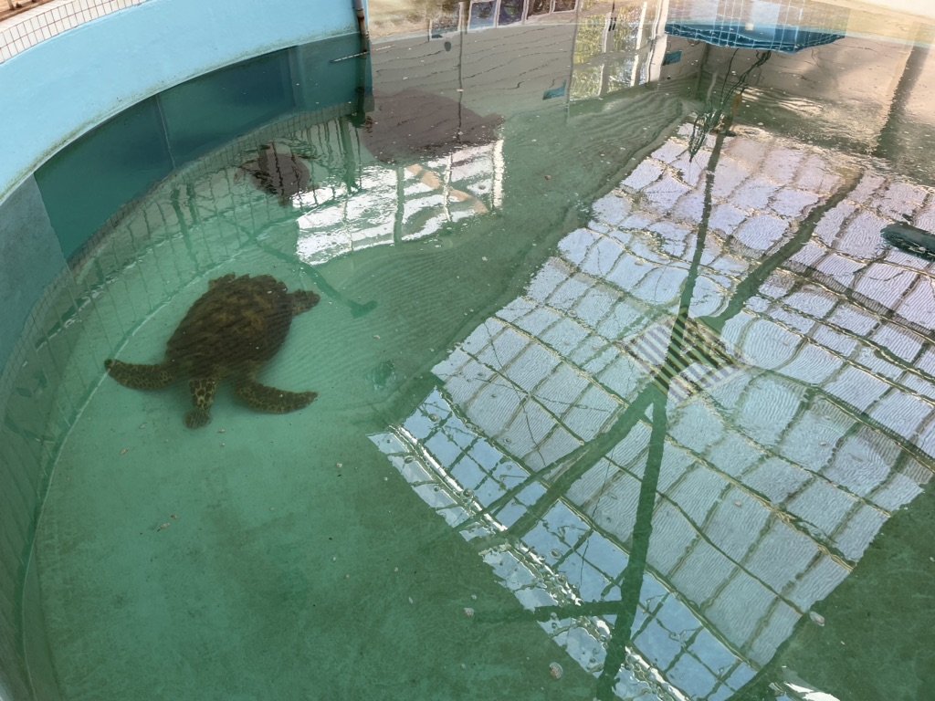 道の駅 紀宝町ウミガメ公園の写真