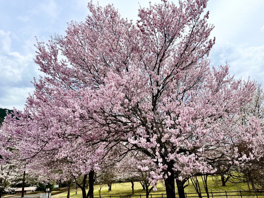 道の駅 うすずみ桜の里・ねおの写真