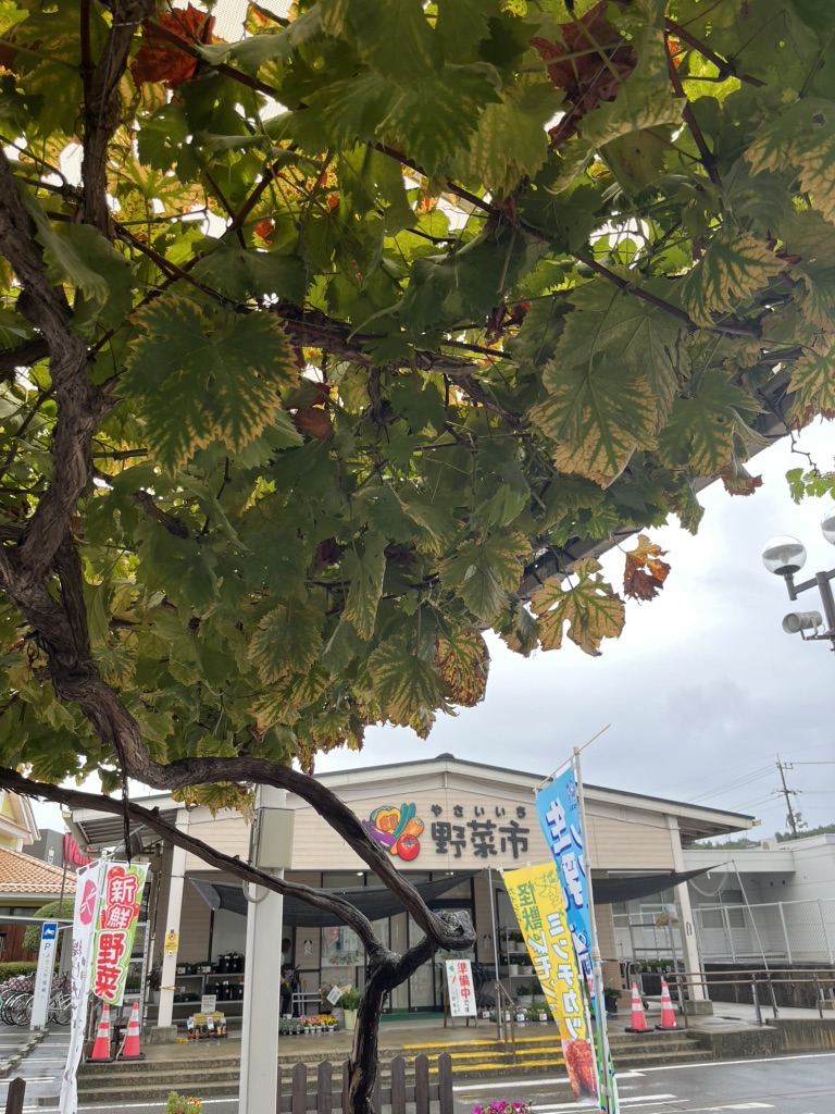 道の駅 クロスロードみつぎの写真