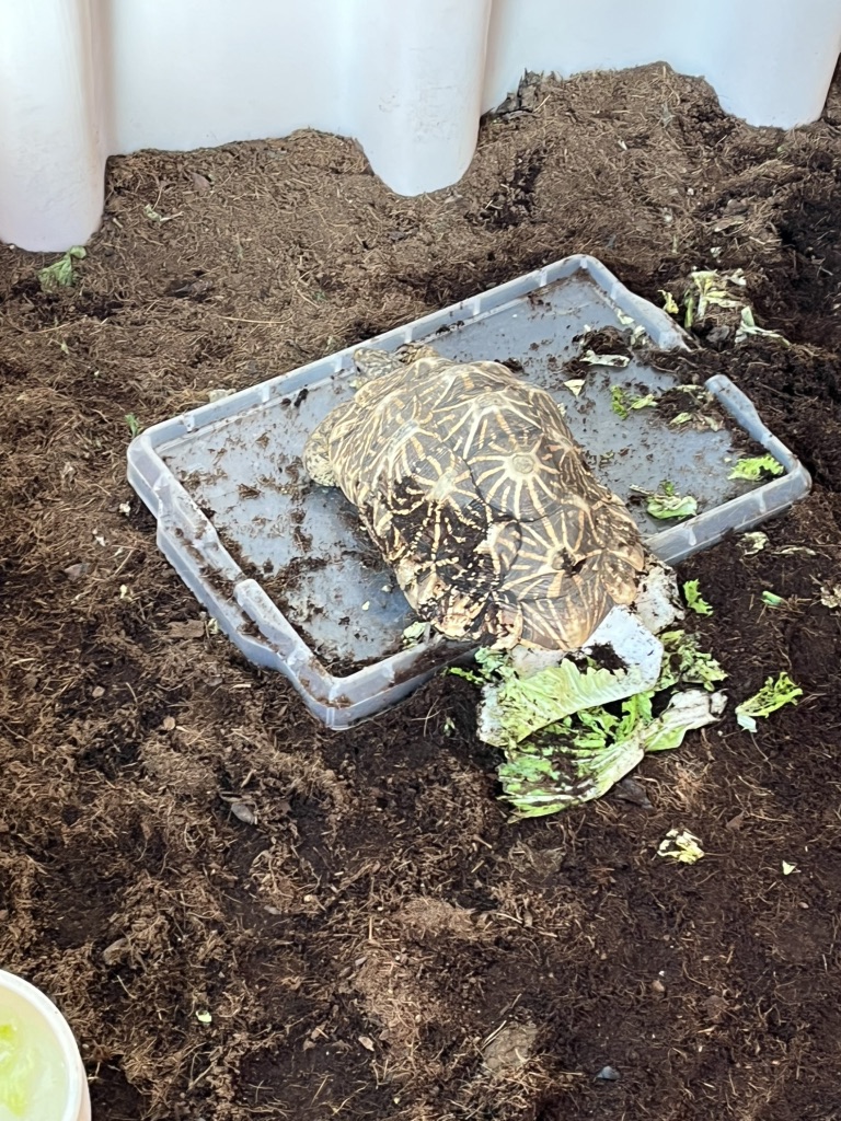 道の駅 紀宝町ウミガメ公園の写真