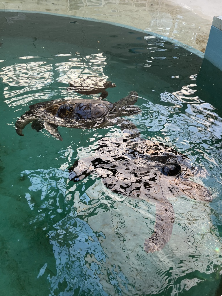 道の駅 紀宝町ウミガメ公園の写真
