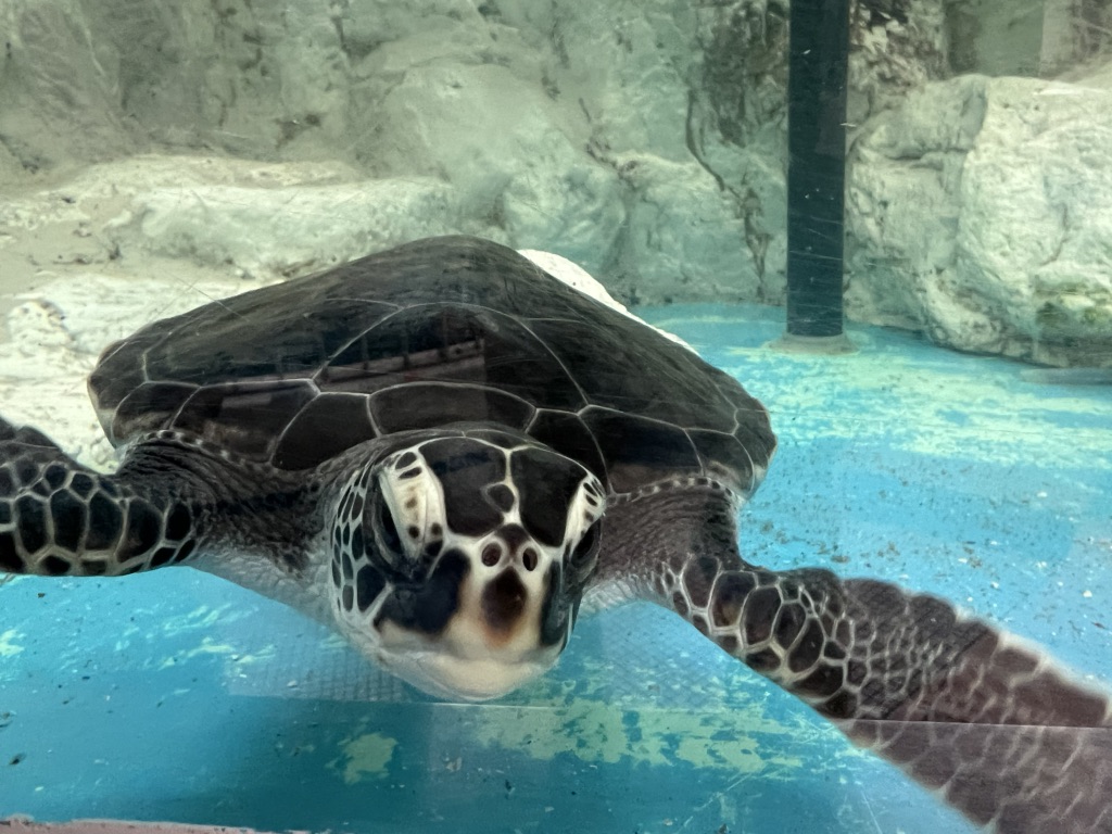道の駅 紀宝町ウミガメ公園の写真