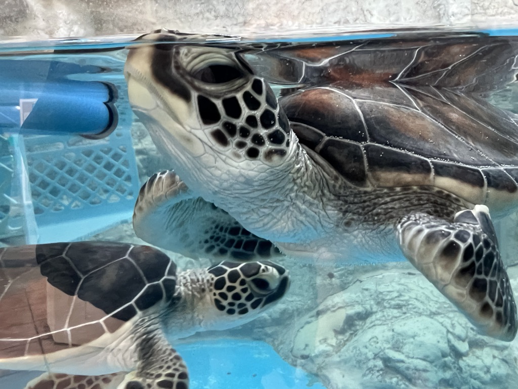 道の駅 紀宝町ウミガメ公園の写真