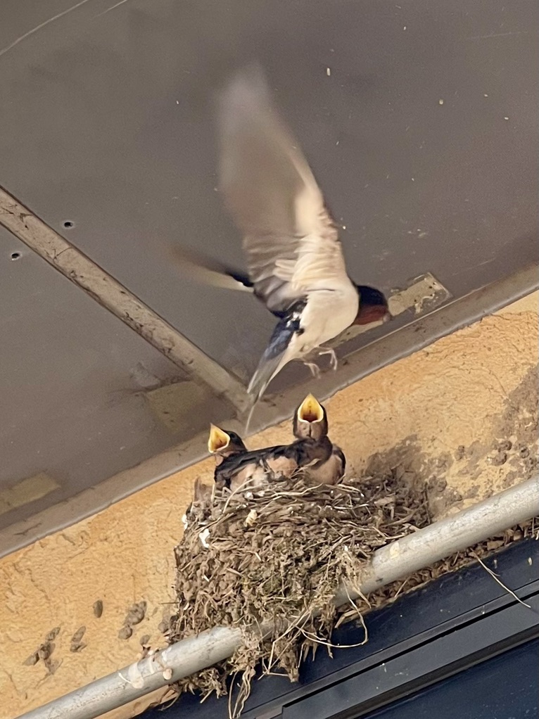 道の駅 しもつけの写真
