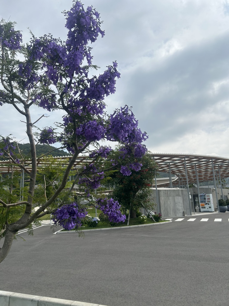 道の駅 保田小学校の写真