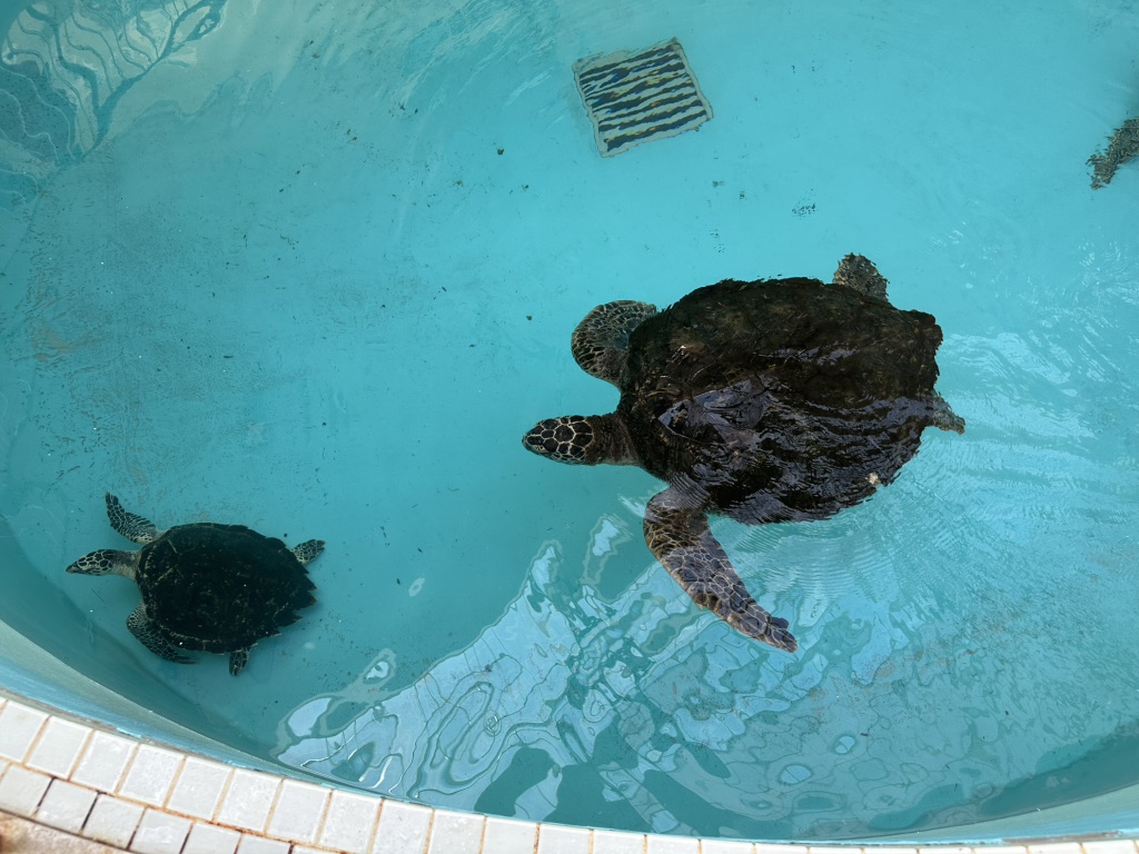 道の駅 紀宝町ウミガメ公園の写真