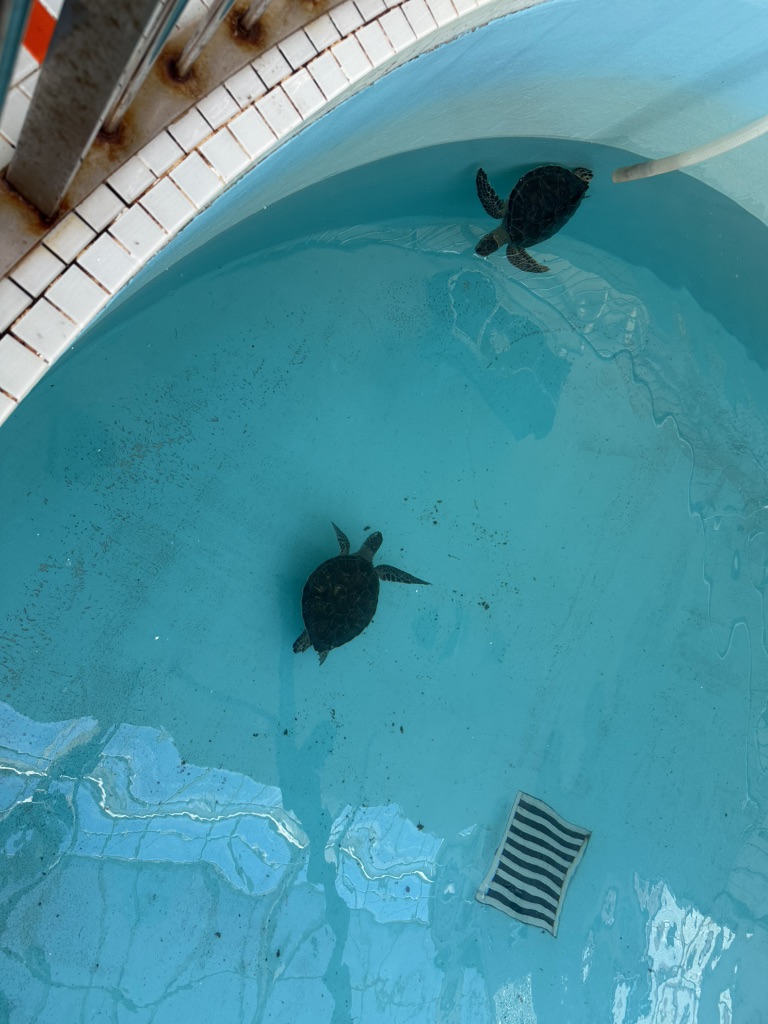 道の駅 紀宝町ウミガメ公園の写真
