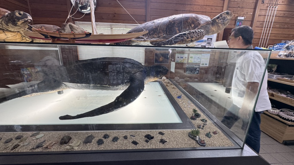 道の駅 紀宝町ウミガメ公園の写真