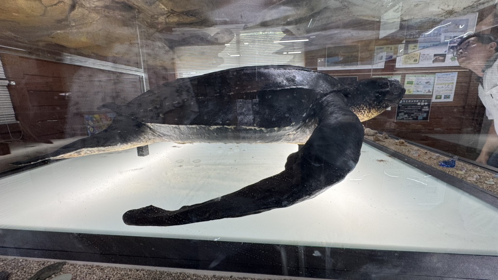 道の駅 紀宝町ウミガメ公園の写真