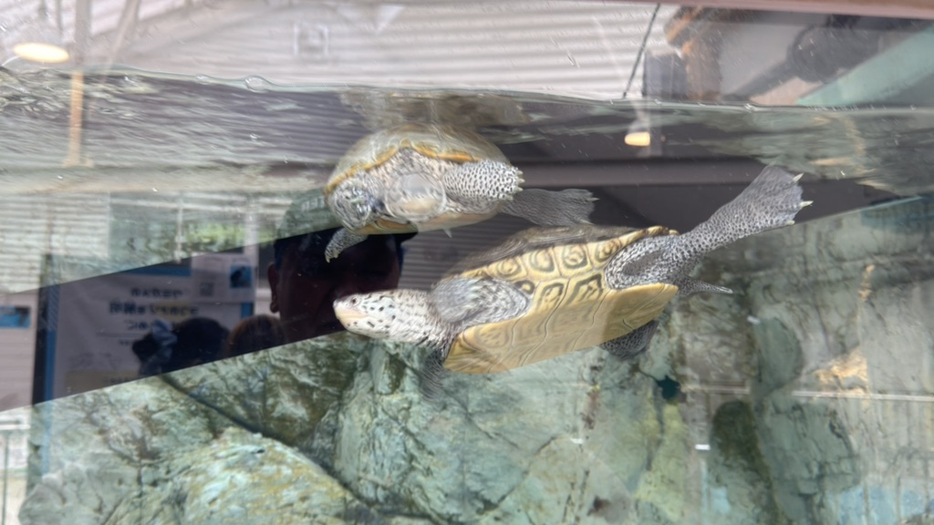 道の駅 紀宝町ウミガメ公園の写真