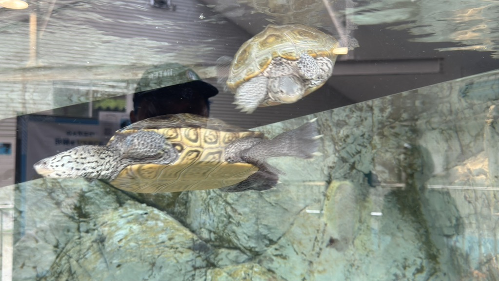道の駅 紀宝町ウミガメ公園の写真