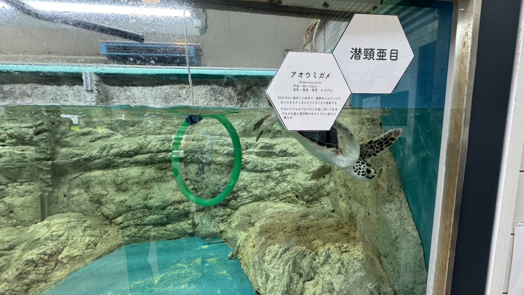 道の駅 紀宝町ウミガメ公園の写真