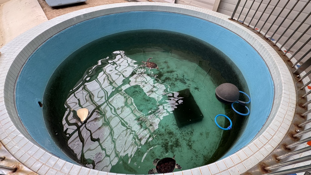道の駅 紀宝町ウミガメ公園の写真