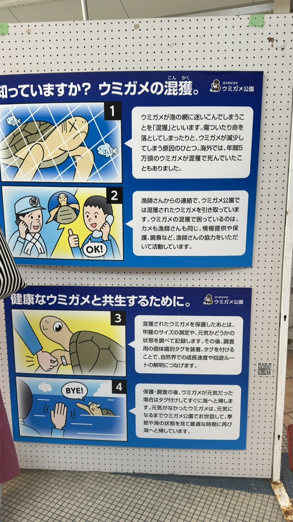道の駅 紀宝町ウミガメ公園の写真