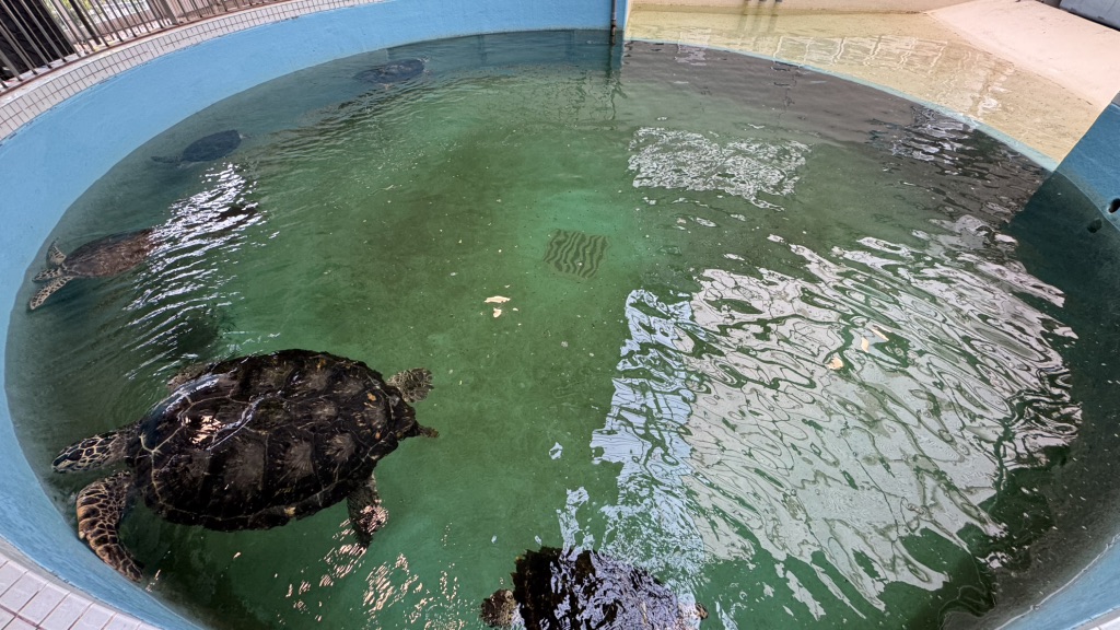 道の駅 紀宝町ウミガメ公園の写真