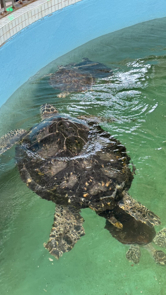 道の駅 紀宝町ウミガメ公園の写真