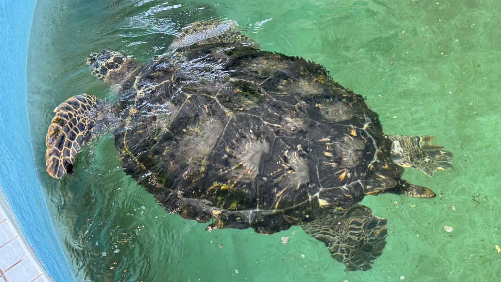道の駅 紀宝町ウミガメ公園の写真